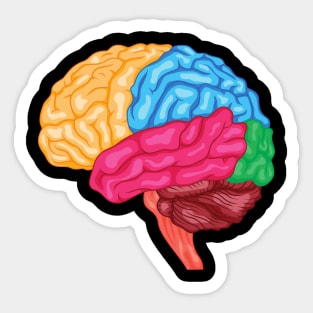 Human brain Anatomy Sticker